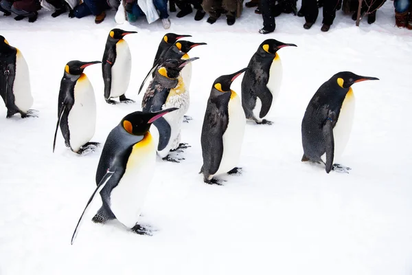 Pinguini che camminano nello zoo — Foto Stock