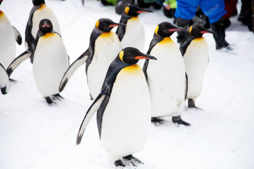 Penguins walking in zoo