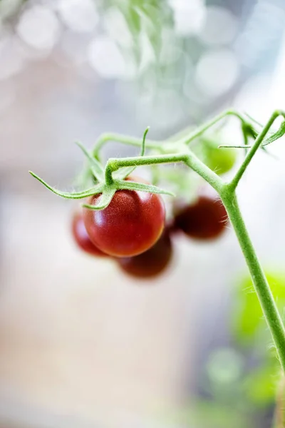 Kırmızı domates kiraz ile şube — Stok fotoğraf