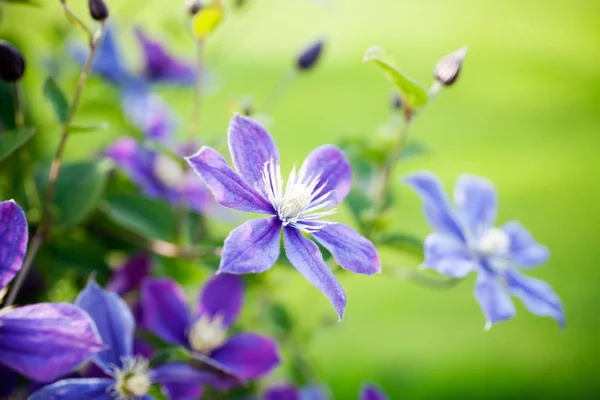 Hübsche Sommerblumen — Stockfoto