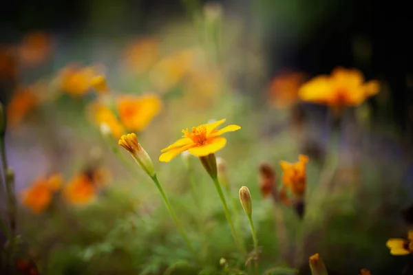 Vackra sommarblommor — Stockfoto