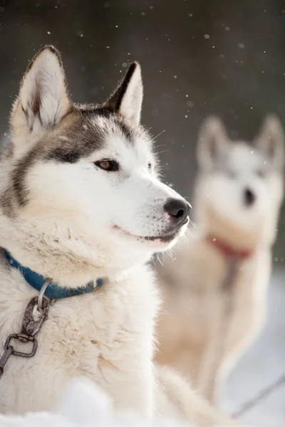 Siberische husky's rust — Stockfoto