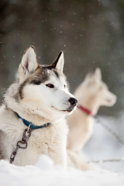 Szibériai Huskies pihenő — Stock Fotó