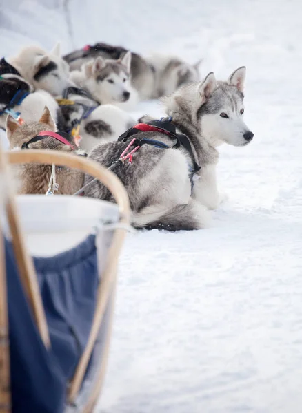 Siberian Huskies vilar — Stockfoto