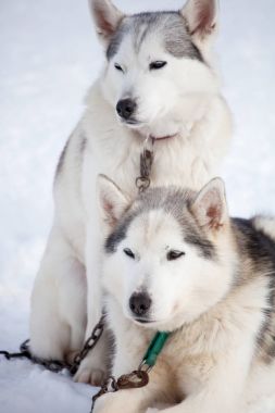 Huskies kızak önce binmek 