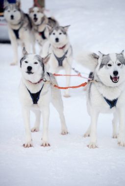 Huskies kızak önce binmek 
