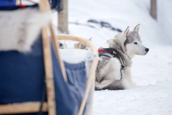 Huskies vila innan ride — Stockfoto