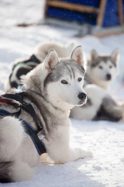 Huskies avant de monter en traîneau — Photo