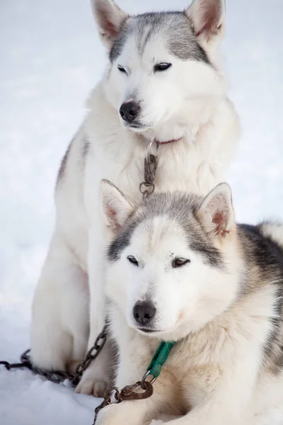 Huskies antes do passeio de trenó — Fotografia de Stock