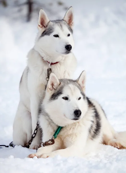 Huskies before sled ride — Stock Photo, Image