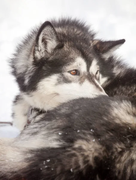 Siberian husky, odpoczynek — Zdjęcie stockowe