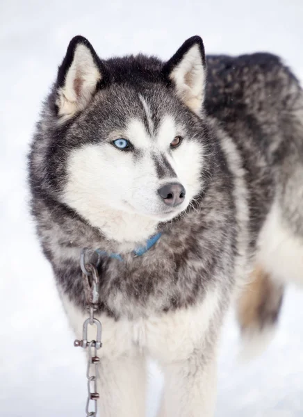 Siberian husky vilar — Stockfoto