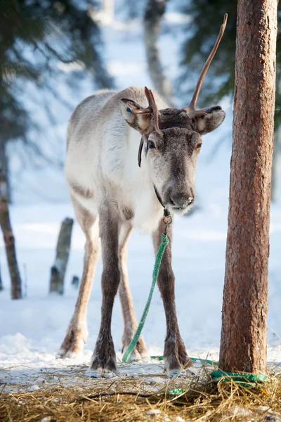 Reindeer in winter park — Stock Photo, Image