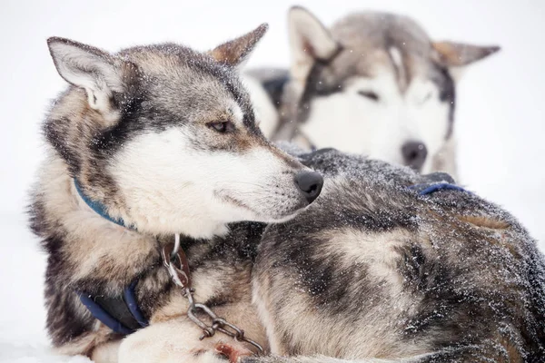 Siberische husky's rust — Stockfoto