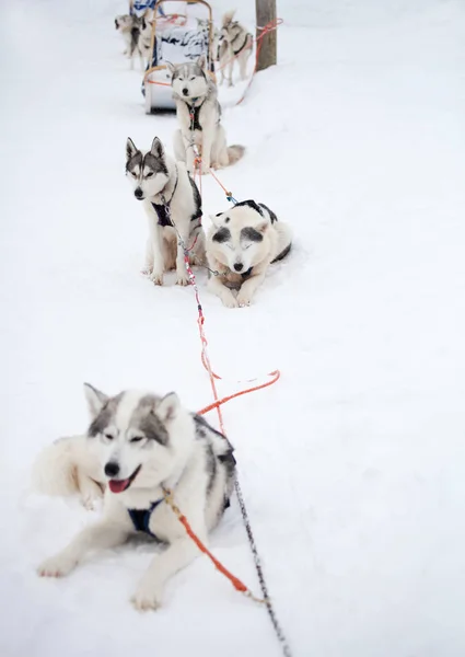 Σιβηρικό Huskies ανάπαυσης — Φωτογραφία Αρχείου