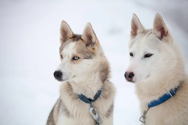 Szibériai Huskies előtt szán ride — Stock Fotó