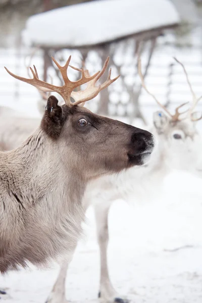 Le renne dans le parc froid d'hiver — Photo