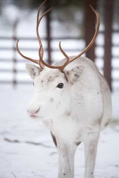 White Reindeer outside — Stock Photo, Image