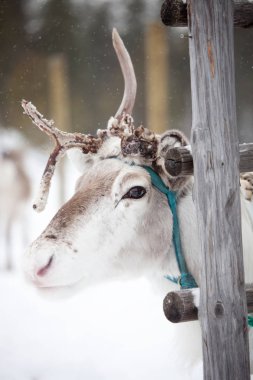 Ren geyiği kış Park