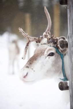 Ren geyiği kış Park
