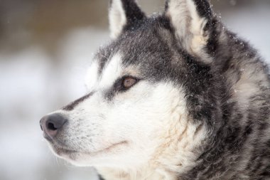 Sibirya husky dinlenme 