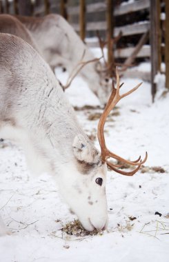 Ren geyiği soğuk Park