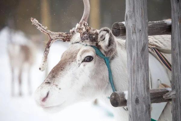 Reindeer in cold winter park — Stock Photo, Image