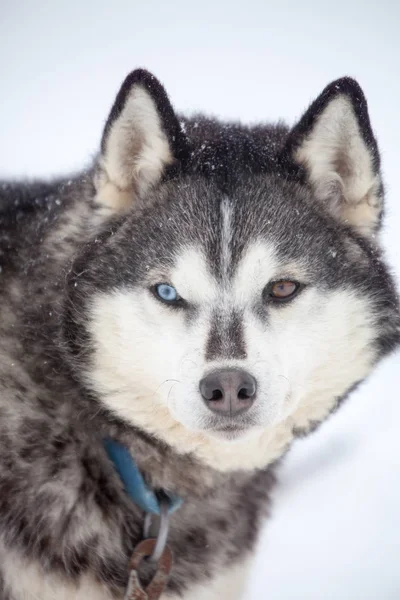 Husky siberiano descansando — Foto de Stock