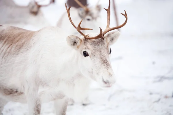 Le renne dans le parc froid d'hiver — Photo