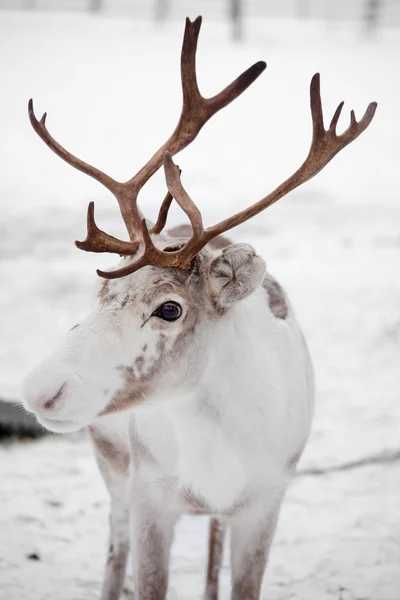 Renne blanc dans le parc d'hiver — Photo