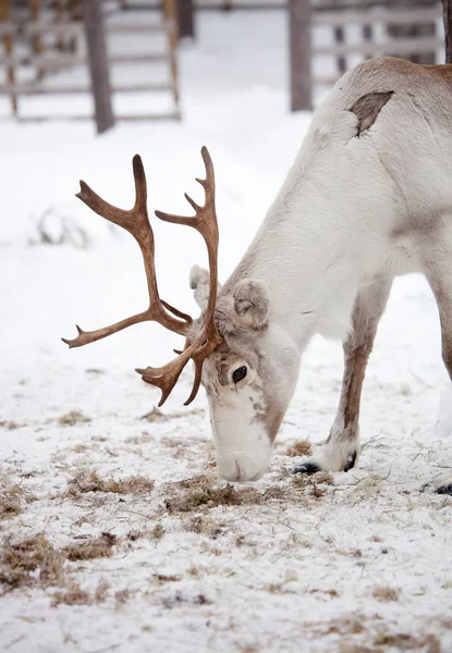 白色的驯鹿在冬季公园 — 图库照片