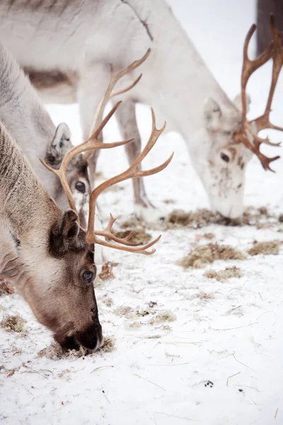 Le renne dans le parc froid d'hiver — Photo