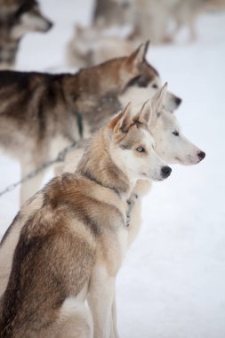 Siberian dış yapraklar açık havada 