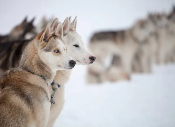 Szibériai Huskies pihenő — Stock Fotó