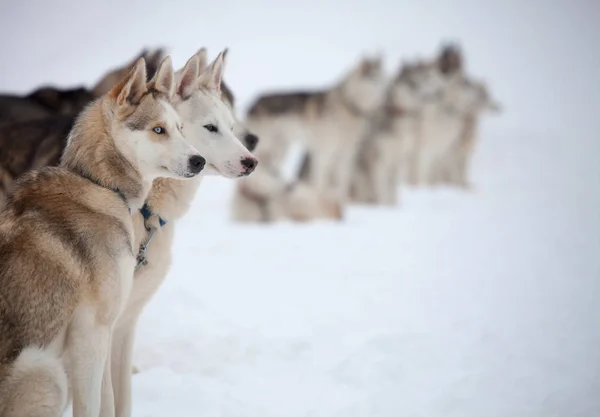 Huskies siberianos descansando — Fotografia de Stock