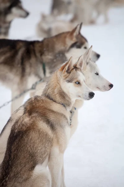 Syberyjski Psy eskimoskie na zewnątrz — Zdjęcie stockowe