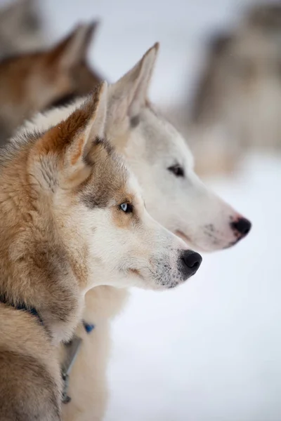 Siberische husky's buitenshuis — Stockfoto