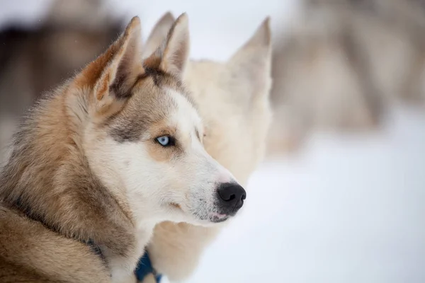 Huskies siberianos ao ar livre — Fotografia de Stock