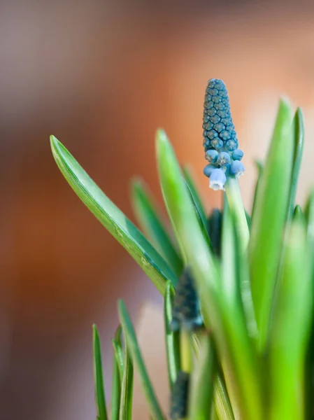 Blue grape hyacinth — Stock Photo, Image