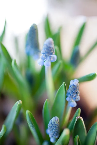 Blue grape hyacinth — Stock Photo, Image