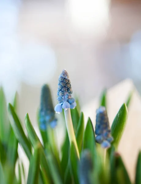 Blaue Traubenhyazinthe — Stockfoto