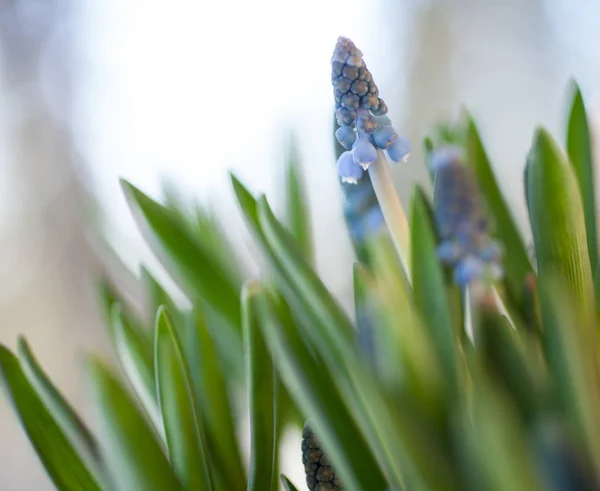 Blauwe druif hyacint — Stockfoto