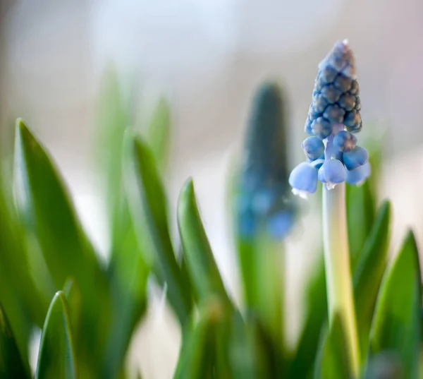 Blue grape hyacinth — Stock Photo, Image