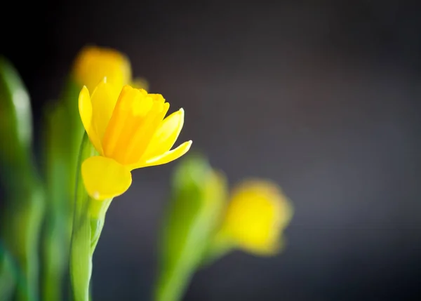 Жовте пасхальне daffodil — стокове фото