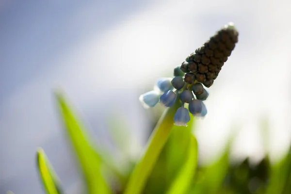 Blå druvor hyacint — Stockfoto