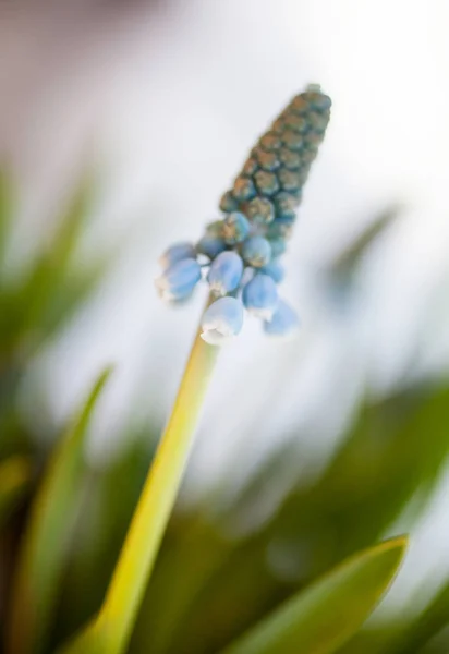 Blue grape hyacinth — Stock Photo, Image