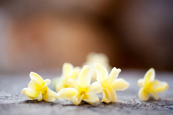 Jacinto amarelo da Páscoa — Fotografia de Stock