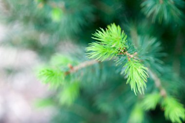Taze Ladin tomurcukları 
