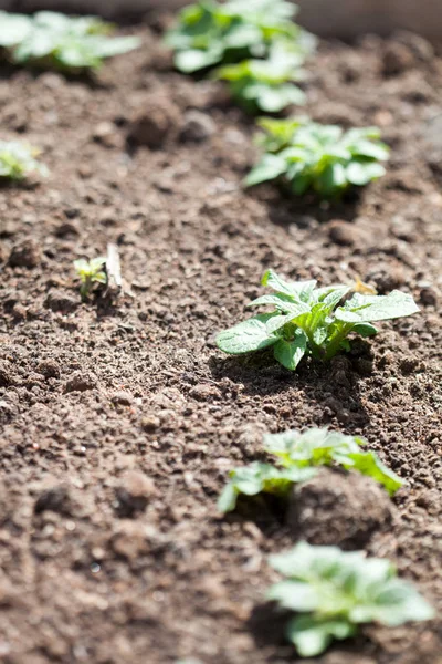 Groeiende aardappelen in tuin — Stockfoto