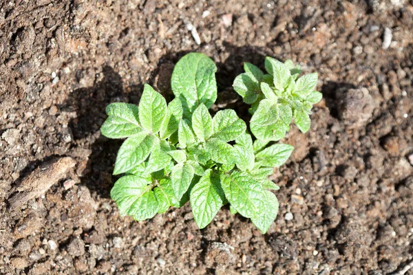 Cultivar batatas no jardim — Fotografia de Stock